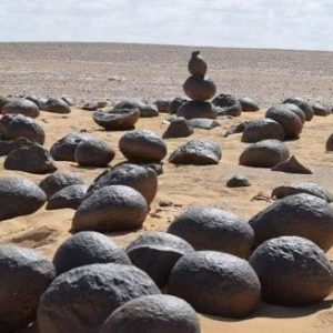 عرض السفارى فقط