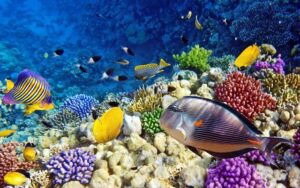 Ras Mohammed coral reef Sharm El Sheikh