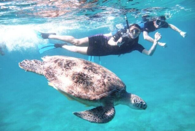 Malikia Resort Abu Dabbab beach sea turtles Marsa Alam