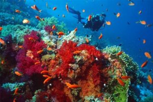 Marsa Alam diving